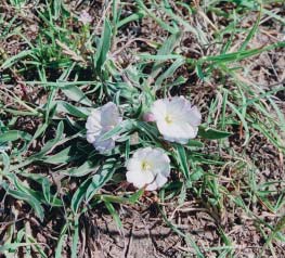 Vrsta Convolvulus lineatus L. s lokaliteta rt Kamenjak, Istra (FOTO J. Topić) Card image cap